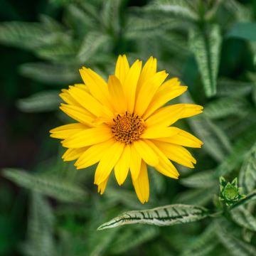 Heliopsis helianthoides Scabra Sunburst em sementes Heliopsis helianthoides Scabra Sunburst em sementes