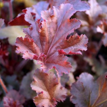 Heuchera hybrida Melting Fire em sementes