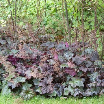 Heuchera micrantha Palace Purple em sementes