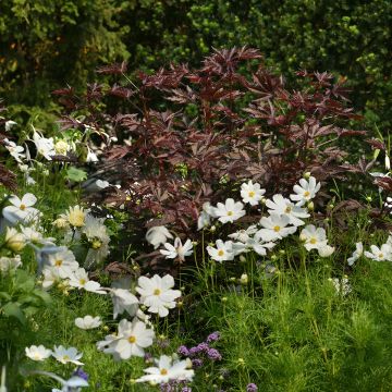 Hibiscus acetosella Mahogany Splendor em sementes