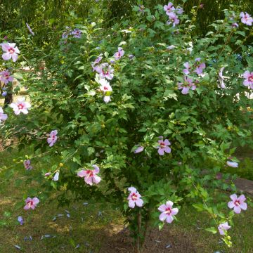 Hibiscus syriacus em sementes