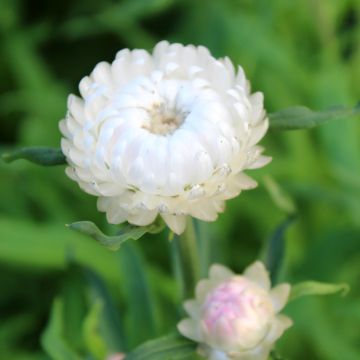 Helichrysum bracteatum monstrosum Double blanche em sementes