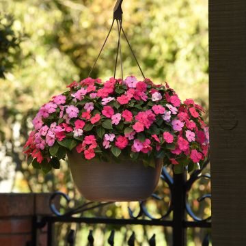 Alegria-do-lar Beacon F1 Otway Mix em sementes - Impatiens walleriana