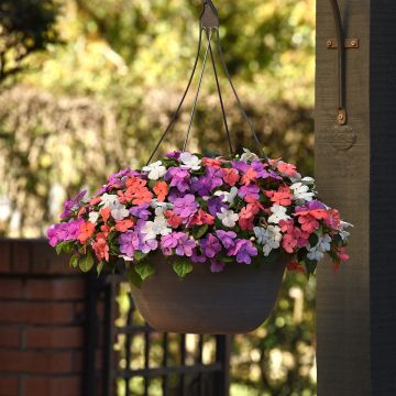 Alegria-do-lar Pearl Island Mix em sementes - Impatiens walleriana