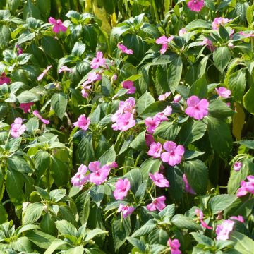 Alegria-da-casa Mix (en mélange) em sementes - Impatiens holstii
