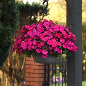 Alegria-da-casa Solarscape Magenta Bliss em sementes - Impatiens