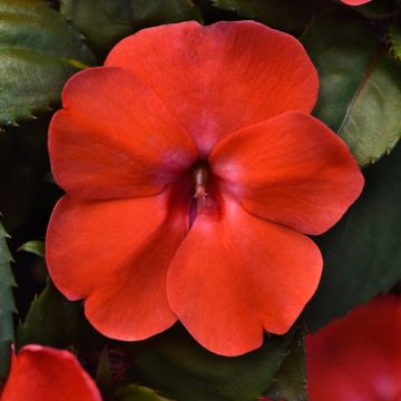 Alegria-da-casa Solarscape Orange Burst em sementes - Impatiens
