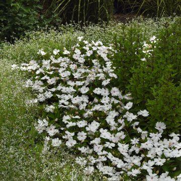 Alegria-da-casa Solarscape White Pearl em sementes - Impatiens