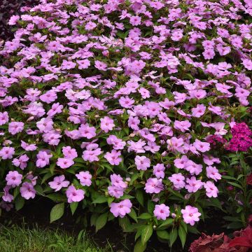 Alegria-da-casa Solarscape XL Lilac Spark em sementes - Impatiens