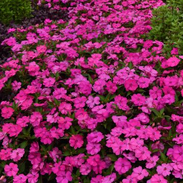 Alegria-da-casa Solarscape XL Pink Jewel em sementes - Impatiens