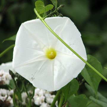 Ipomoea alba em sementes