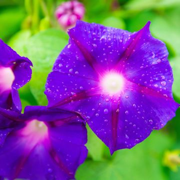 Glória da manhã Grandpa Ott em sementes