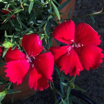 Sementes de Dianthus deltoides Brilliancy