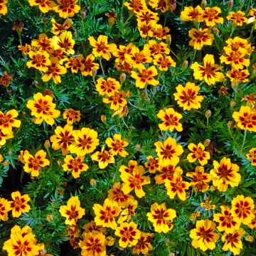 Cravo-túnico Marietta em sementes - Tagetes patula nana