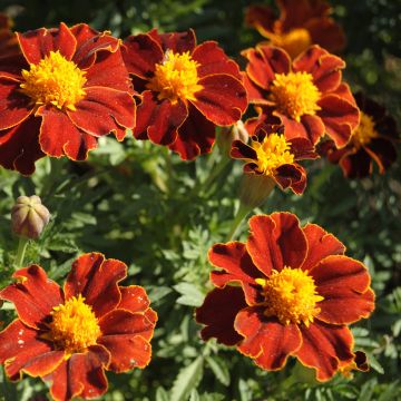 Cravo-túnico Red Favourite em sementes - Tagetes patula Cravo-túnico Red Favourite em sementes - Tagetes patula