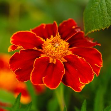 Cravo-túnico Red Knight em sementes - Tagetes patula