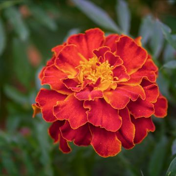 Cravo-túnico Scarlet Sophie em sementes - Tagetes patula