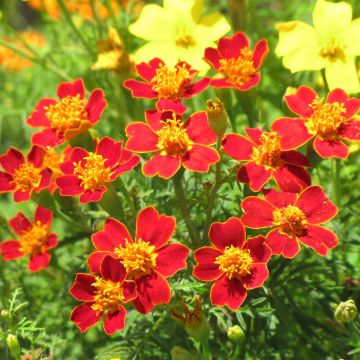 Cravo-túnico anão Paprika em sementes - Tagetes tenuifolia
