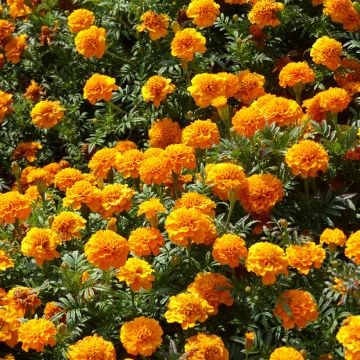 Cravo-túnico Boy O Boy Orange em sementes - Tagetes patula
