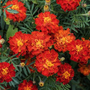 Cravo-túnico Durango Red em sementes - Tagetes patula Cravo-túnico Durango Red em sementes - Tagetes patula