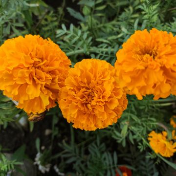 Cravo-túnico Tangerine em sementes - Tagetes patula nana Cravo-túnico Tangerine em sementes - Tagetes patula nana