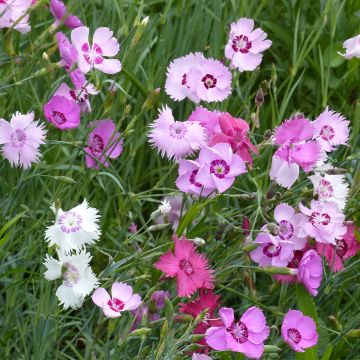 Sementes de Dianthus plumarius simples