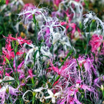 Sementes mistas de Dianthus superbus Spooky