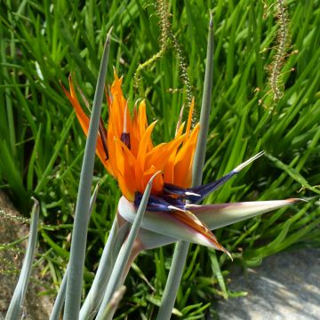 Strelitzia reginae em sementes