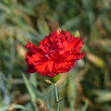 Sementes de Dianthus caryophyllus para florista Etincelant