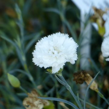 Sementes de Dianthus caryophyllus para florista Jeanne Dionis