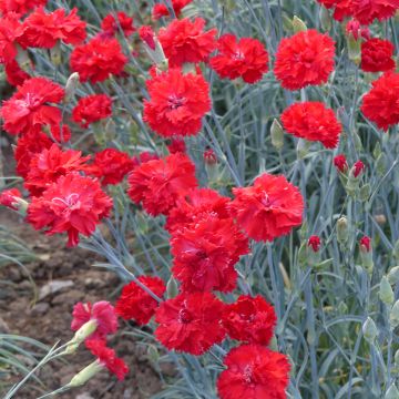 Sementes de Dianthus caryophyllus Triumph Scarlet para florista