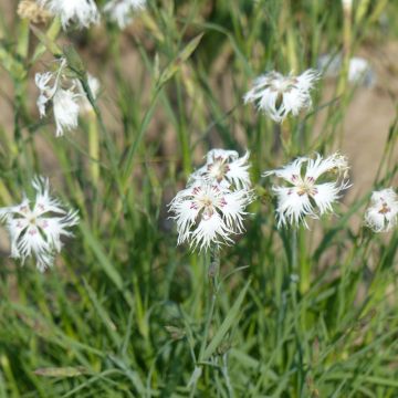 Sementes de Dianthus arenarius Sand Pink (Perene)