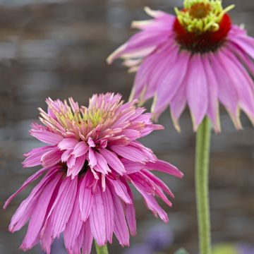 Echinacea purpurea Double Decker em sementes