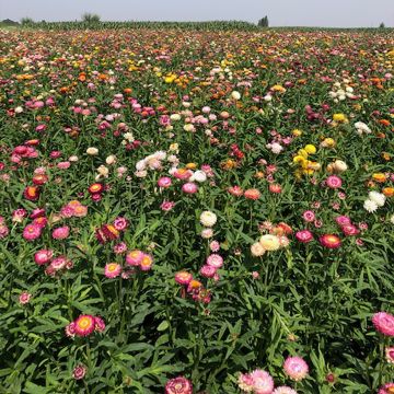 Helichrysum bracteatum Moreska em sementes