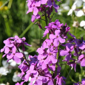 Hesperis matronalis em sementes