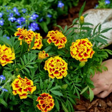 Cravo-túnico Mango Tango em sementes - Tagetes erecta