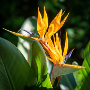 Strelitzia reginae Mandela's Gold em sementes