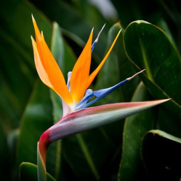 Strelitzia reginae Humilis em sementes