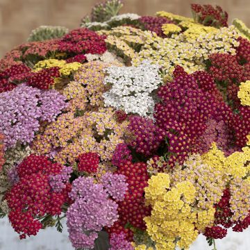 Achillea millefolium Flowerburst Fruitbowl em sementes