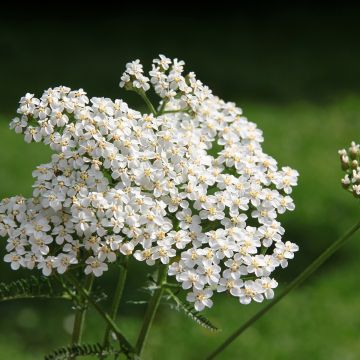 Achillea millefolium Branca em sementes