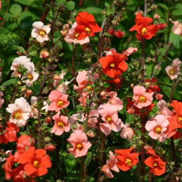 Alonsoa warscewiczii Starlets em sementes