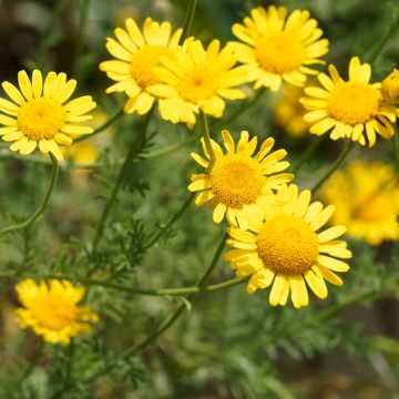 Anthemis tinctoria Kelwayi em sementes