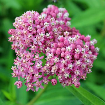 Asclepias incarnata Rosa em sementes