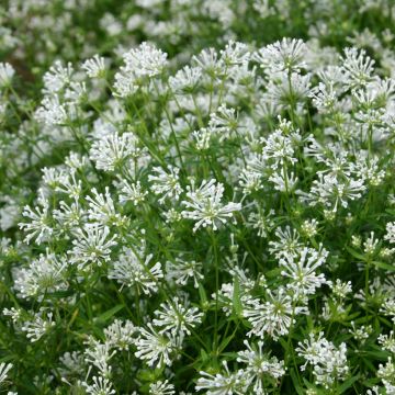Asperula orientalis Cloud Nine em sementes