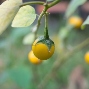 Solanum melongena Thai Yellow Egg em sementes