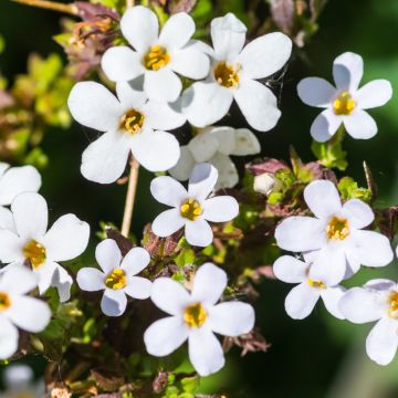 Bacopa cordata Snowtopia White em sementes