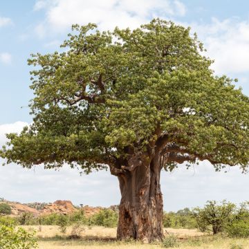 Adansonia digitata em sementes