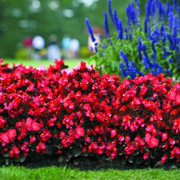 Begonia × benariensis Big Red Bronze Leaf em sementes