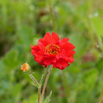 Geum chiloense Mrs Bradshaw em sementes