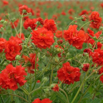 Geum chiloense Red Dragon em sementes
